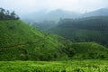 Beautiful fresh green tea plantations in Munnar highland,Kerala,India Royalty Free Stock Photo