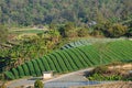 beautiful fresh green tea tree on hill layer for harvest. natural organic farming farm plant Royalty Free Stock Photo