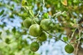 Beautiful and fresh green unripe tangerines on a branch in the summer against the blue sky
