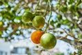 Beautiful and fresh green unripe tangerines on a branch in the summer against the blue sky