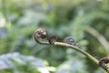 Beautiful fresh green young wild New Zealand Ferns koru bud in a spiral shape in the forest. Royalty Free Stock Photo