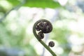 Beautiful fresh green young wild New Zealand Ferns koru bud in a spiral shape in the forest on blurnature background. Royalty Free Stock Photo