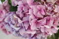 Beautiful fresh hydrangea flowers. Interior design