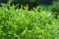 The beautiful fresh  insolated green juniper branches Royalty Free Stock Photo