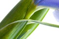 Beautiful fresh iris Royalty Free Stock Photo