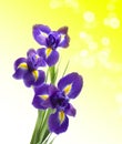 Beautiful fresh iris Royalty Free Stock Photo