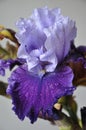 Beautiful fresh iris flower with water drops Royalty Free Stock Photo