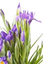 Beautiful fresh iris flowers Royalty Free Stock Photo