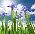 Beautiful fresh iris flowers Royalty Free Stock Photo