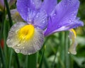 Beautiful fresh iris flowers in the garden nature background Royalty Free Stock Photo