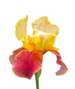 Beautiful fresh iris flowers Royalty Free Stock Photo