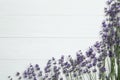 Beautiful fresh lavender flowers on white background, flat lay. Space for text Royalty Free Stock Photo