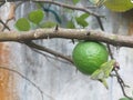 beautiful and fresh lime fruit plant Royalty Free Stock Photo