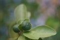 Beautiful fresh Lime on tree in nature Royalty Free Stock Photo