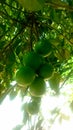 Beautiful Fresh Limes On Lime Tree