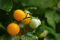 Beautiful fresh little cherry tomatoes on a tree-Colorful nature background.. Royalty Free Stock Photo