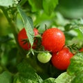 Beautiful fresh little cherry tomatoes on a tree-Colorful nature background.. Royalty Free Stock Photo
