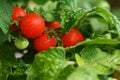 Beautiful fresh little cherry tomatoes on a tree-Colorful nature background.. Royalty Free Stock Photo