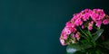 Beautiful fresh lush blooming pink buds of potted decorative succulent Kalanchoe blossfeldianain on black background