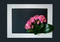 Beautiful fresh lush blooming pink buds of potted decorative succulent Kalanchoe blossfeldianain a frame on black background