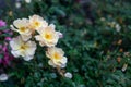 Beautiful fresh musk rose. Rosa moschata flowers in early summer.