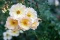 Beautiful fresh musk rose. Rosa moschata flowers in early summer.