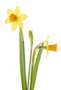 Beautiful fresh narcissus flowers isolated over white background Royalty Free Stock Photo