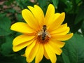 Beautiful fresh natural fragrant yellow daisy flower with a bee in the garden summer Royalty Free Stock Photo