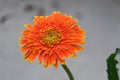 beautiful fresh orange and yellow gerbera flower blooming in botany garden multi petals Royalty Free Stock Photo