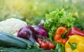 Beautiful fresh organic vegetables on the background of a blurred green vegetable garden. The concept of gardening, healthy eating Royalty Free Stock Photo