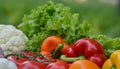 Beautiful fresh organic vegetables on the background of a blurred green vegetable garden. The concept of gardening, healthy eating Royalty Free Stock Photo