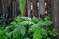 Beautiful fresh ornament plants near old trunk fence