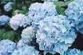 Beautiful fresh pastel blue hydrangea flowers in full bloom in the garden Royalty Free Stock Photo