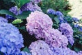 Beautiful fresh pastel blue and purple hydrangea flowers blooming in the garden Royalty Free Stock Photo