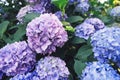 Beautiful fresh pastel blue and purple hydrangea flowers blooming in the garden Royalty Free Stock Photo