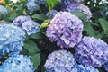 Beautiful fresh pastel blue and purple hydrangea flowers in full bloom Royalty Free Stock Photo