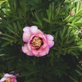 Beautiful fresh pastel pink peony flower First Arrival in full bloom in the garden