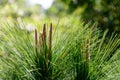 Beautiful fresh pine tree top Royalty Free Stock Photo