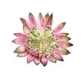 Beautiful fresh pink astrantia flower isolated