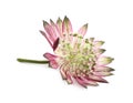 Beautiful fresh pink astrantia flower isolated