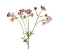 Beautiful fresh pink astrantia flowers