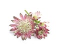 Beautiful fresh pink astrantia flowers isolated on white