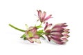 Beautiful fresh pink astrantia flowers isolated on white