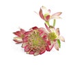 Beautiful fresh pink astrantia flowers isolated