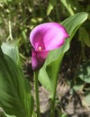 Beautiful fresh pink calla or arum lily in the garden Royalty Free Stock Photo