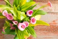 Beautiful fresh pink calla lilies Royalty Free Stock Photo
