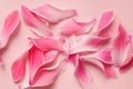 Beautiful fresh pink flower petals on pastel rose background Royalty Free Stock Photo