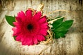 Beautiful fresh pink gerber flower close-up Royalty Free Stock Photo