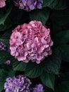 Beautiful fresh pink hydrangea flower in full bloom in the garden. Royalty Free Stock Photo