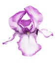 Beautiful fresh Pink Iris flower head isolated on white background. Royalty Free Stock Photo